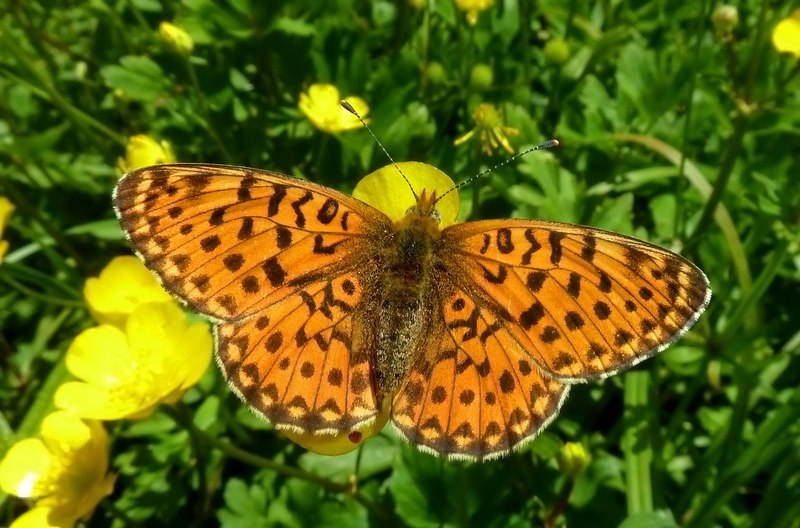 Boloria?